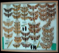 Lepidoptera, Sphingidae