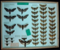Lepidoptera, Sphingidae