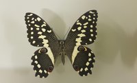 Zitrusschwalbenschwanz, Papilio demodocus