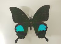 "Der Pariser Pfau", Paris Peacock, Papilio paris