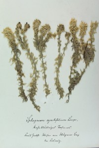 Zschacke-Herbarium, Blatt 1