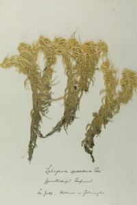 Zschacke Herbarium, Blatt 2