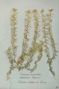 Zschacke Herbarium, Blatt 3