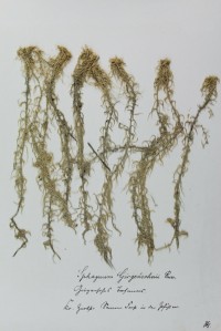 Zschacke Herbarium, Blatt 4