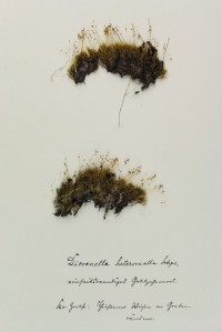 Zschacke Herbarium, Blatt 5