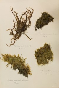 Zschacke Herbarium, Blatt 6