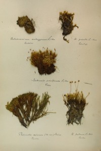 Zschacke Herbarium, Blatt 8