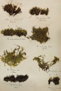 Zschacke Herbarium, Blatt 9