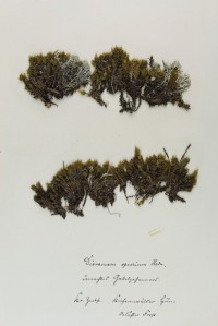 Zschacke Herbarium, Blatt 10