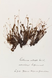 Zschacke Herbarium, Blatt 11