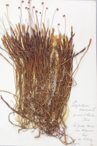 Zschacke Herbarium, Blatt 12
