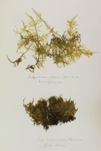 Zschacke Herbarium, Blatt 13