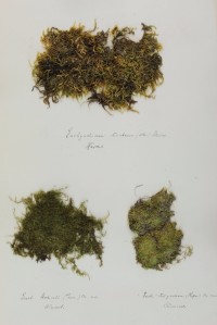 Zschacke Herbarium, Blatt 14