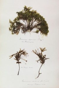 Zschacke Herbarium, Blatt 15