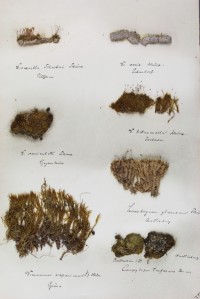 Zschacke Herbarium, Blatt 16