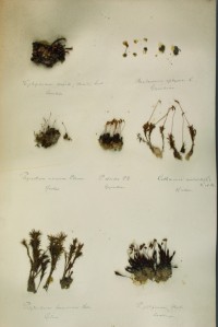 Zschacke-Herbarium, Blatt 17