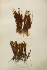 Zschacke-Herbarium, Blatt 18