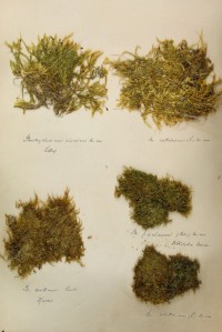 Zschacke-Herbarium, Blatt 19
