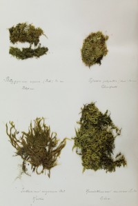Zschacke-Herbarium, Blatt 20