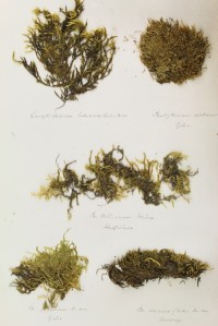 Zschacke-Herbarium, Blatt 21