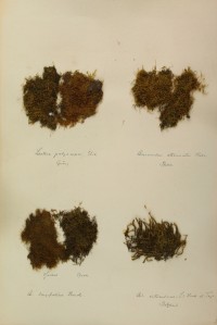 Zschacke Herbarium, Blatt 7