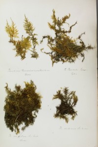 Zschacke-Herbarium, Blatt 22
