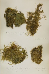 Zschacke-Herbarium, Blatt 23