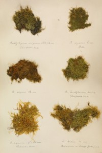 Zschacke-Herbarium, Blatt 24