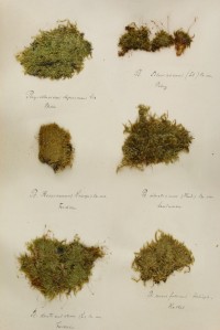 Zschacke-Herbarium, Blatt 25
