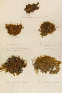 Zschacke-Herbarium, Blatt 26