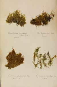 Zschacke-Herbarium, Blatt 27