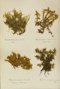 Zschacke-Herbarium, Blatt 28