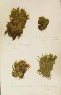 Zschacke-Herbarium, Blatt 29