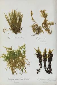 Zschacke-Herbarium, Blatt 30