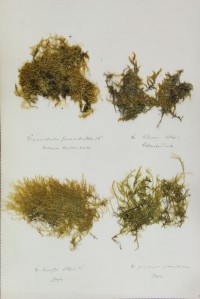 Zschacke-Herbarium, Blatt 31