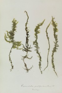 Zschacke-Herbarium, Blatt 32