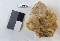 Gesteinsprobe, fossilführend: Muschel