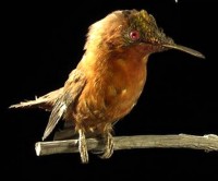 Juan-Fernandez-Kolibri (Sephanoides fernandensis)