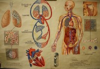 Lehrtafel Atmung und Blutkreislauf