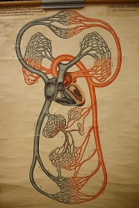Anatomische Wandtafel Blutkreislauf