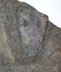 Bielefelder Urlurch Cyclotosaurus buechneri (Holotyp)