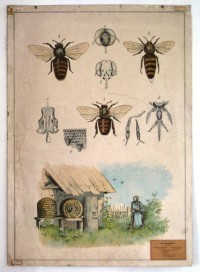Lehrtafel "Honigbiene"