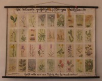 Schulwandbild "Die teilweise geschützten Pflanzen Deutschlands"