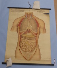 Frohse Anatomische Wandtafeln Tafel Nr. 6 Brust- und Baucheingeweide des Menschen I