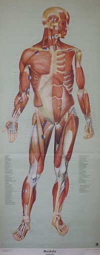 Lehrtafel Muskeln Vorderseite (außen)
