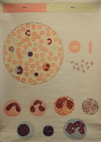 Lehrtafel Blutzellen