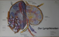 Lehrtafel Lymphknoten