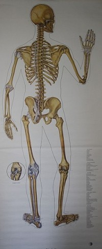 Lehrtafel Skelett Rückenseite
