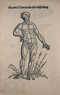 Hans Baldung Grien, Ganzkörperabbildung eines nackten Mannes von vorne