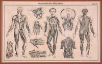 Anatomie des Menschen Tafel XIII